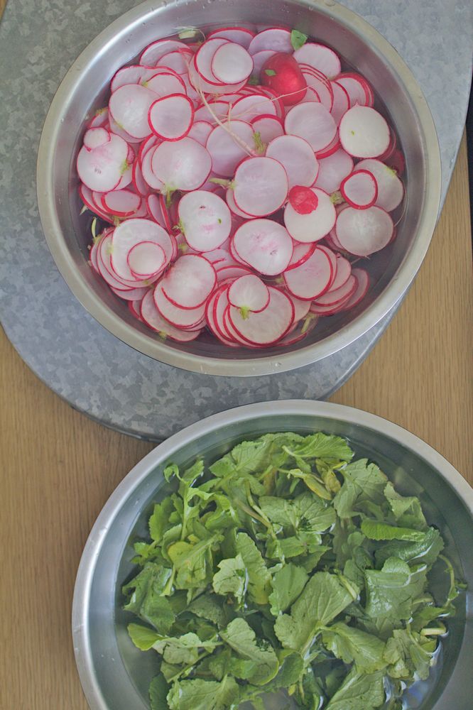Fermented Pink Radishes with their Greens The Frayed Apron