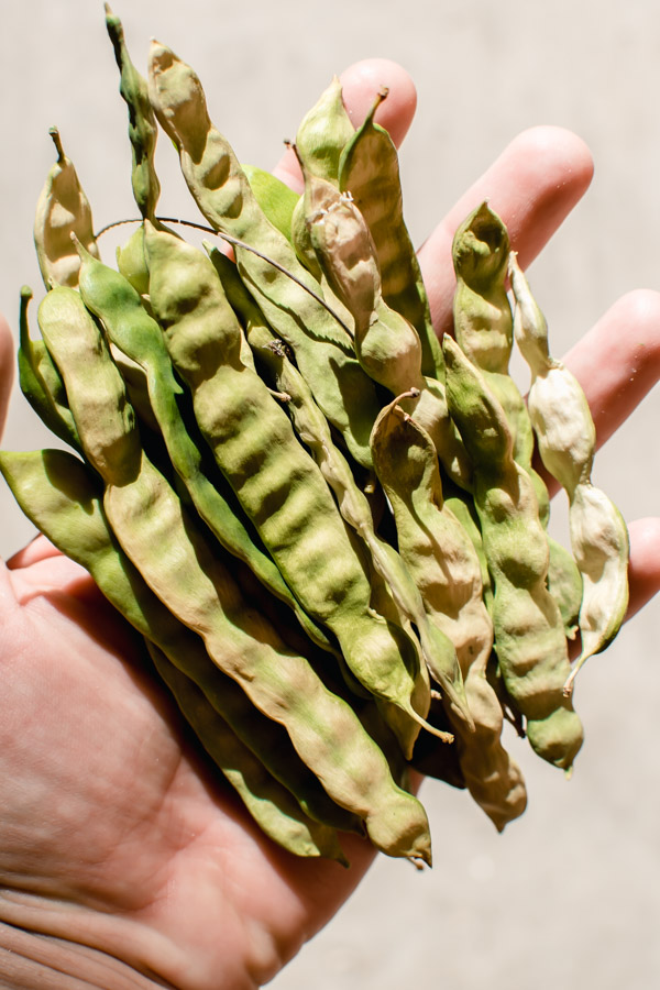 How to Make Mesquite Bean Coffee The Frayed Apron